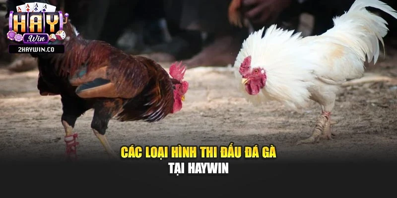 Các loại hình thi đấu đá gà tại Haywin