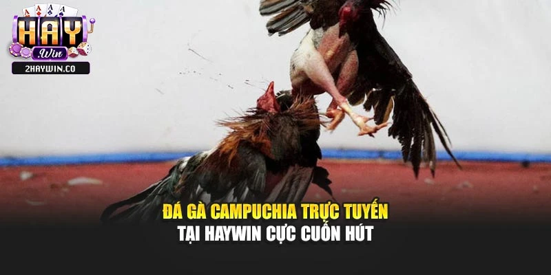 Đá Gà Campuchia Trực Tuyến Tại Haywin Cực Cuốn Hút