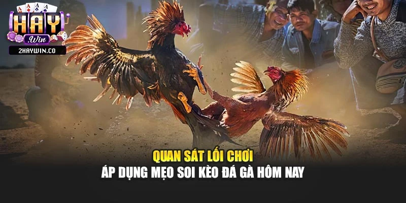 Quan sát lối chơi áp dụng mẹo soi kèo đá gà hôm nay